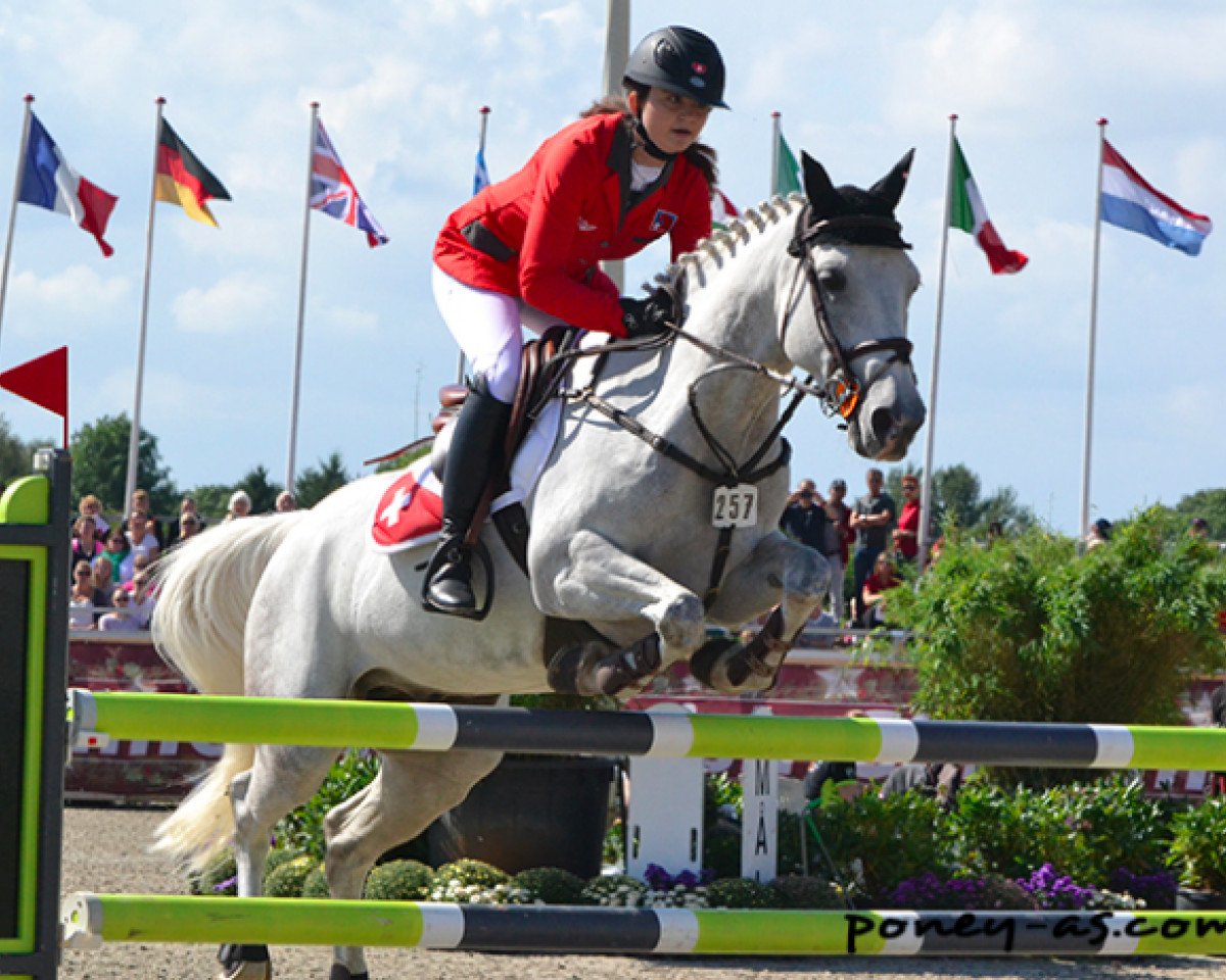 jumper Tinaro D'Odival (French Pony, 2007, from Linaro)