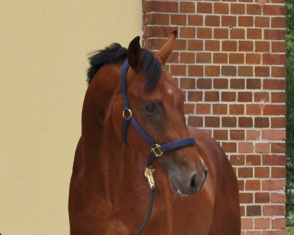 Pferd Dr. Roman I (Oldenburger, 2015, von Dr. Jackson D)