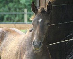 dressage horse So Nice (Westphalian, 2017, from Symphonic)