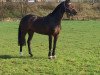 broodmare Colien B (Westphalian, 2005, from Clay)