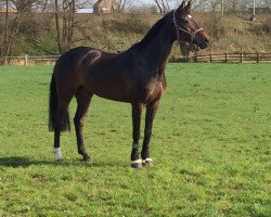 broodmare Colien B (Westphalian, 2005, from Clay)