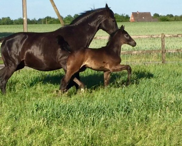 jumper Cancoon Blue (Hanoverian, 2017, from Chacoon Blue)