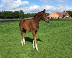 dressage horse Diamanda Dea S (Hannoveraner, 2015, from Dancier)