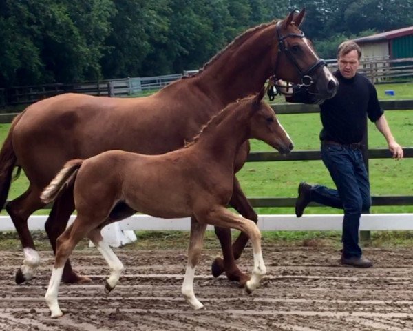 dressage horse Donnerprinz (Hanoverian, 2016, from Dancier)