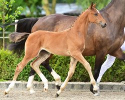 Springpferd Malou Warina F (KWPN (Niederländisches Warmblut), 2017, von Malibu Z)