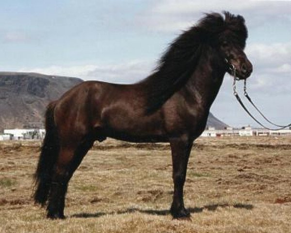broodmare Stjörnunótt frá Hvolsvelli (Iceland Horse, 1973, from Hörður frá Kolkuósi)