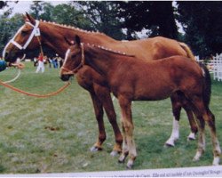 broodmare Framboise (Selle Français, 1971, from Quastor)