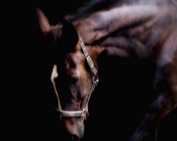 broodmare Ovita (KWPN (Royal Dutch Sporthorse), 1996, from Argus)