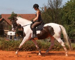 jumper Hahnenhof's Lumiere (Pinto / Hunter, 2007, from Lennox)