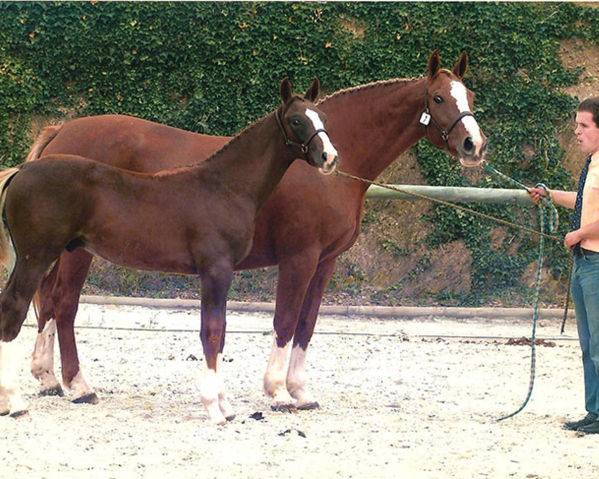 Zuchtstute Dinastie de l'Isle (Selle Français, 1991, von Socrate de Chivre)