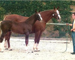 broodmare Dinastie de l'Isle (Selle Français, 1991, from Socrate de Chivre)