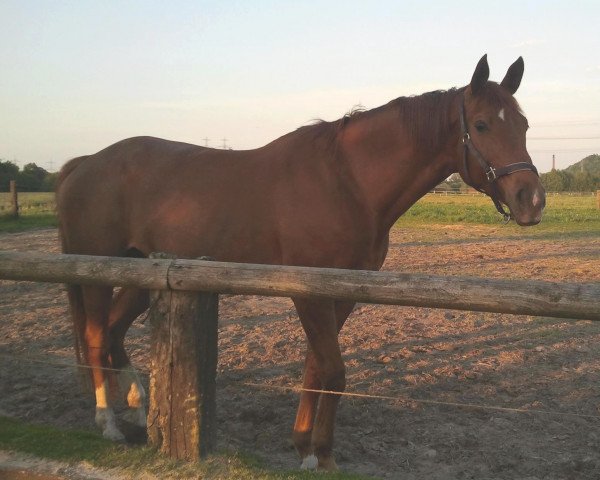 broodmare Cedra (Hanoverian, 1996, from Carbid 3)