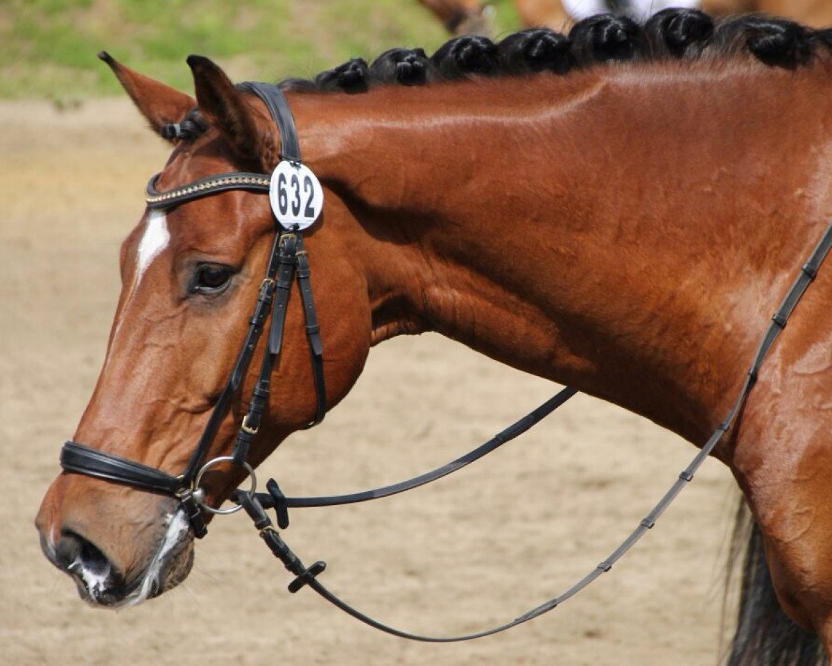dressage horse Hidalgo van het Netehof (Belgian Warmblood, 2007, from Codex)