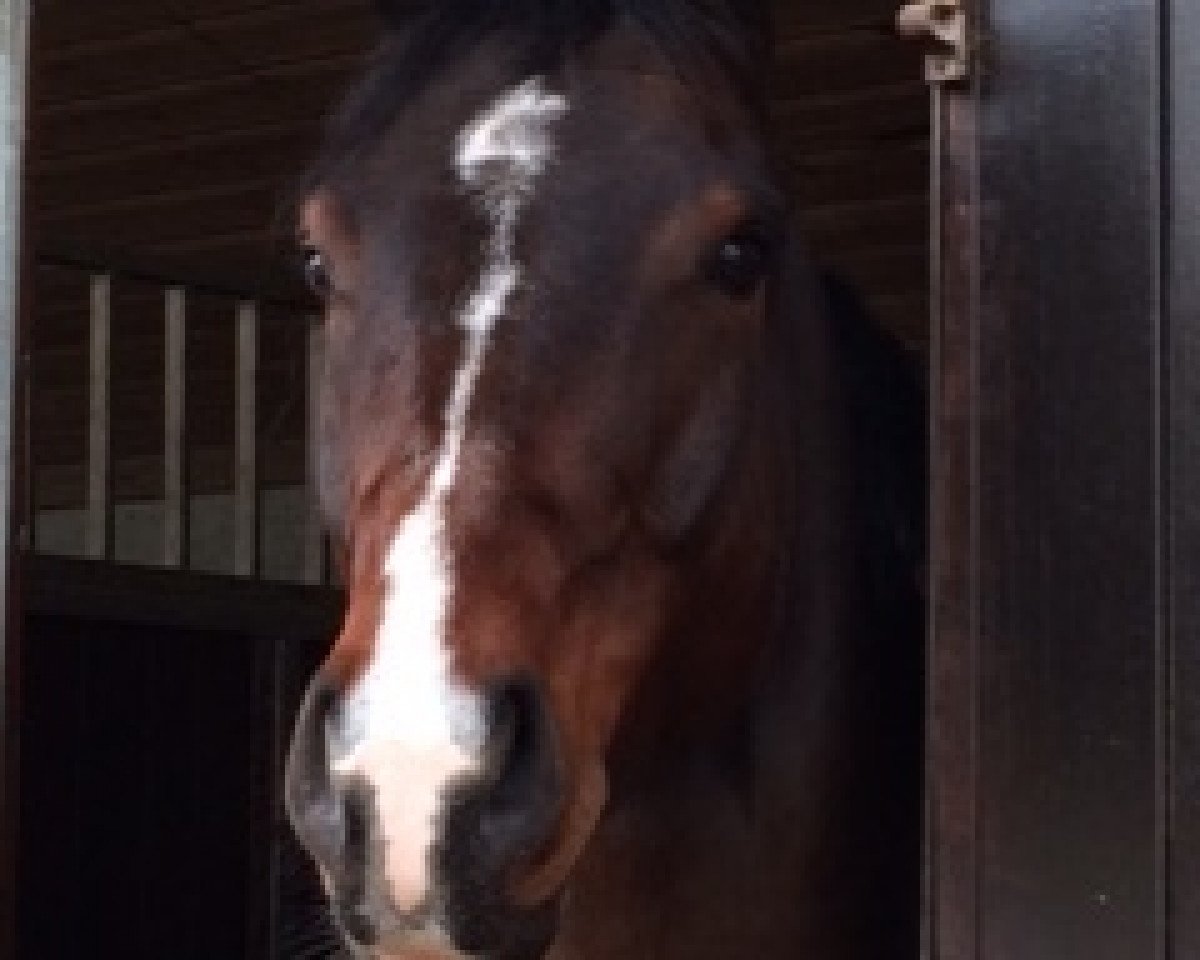 jumper Chubby Checker 11 (Holsteiner, 2011, from Casall Ask)