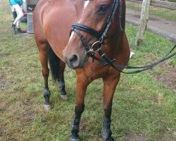 jumper Giena 4 (German Riding Pony, 1999, from Maccardo)