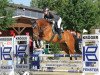 broodmare Colana 7 (Polish Warmblood, 2010, from Castiglione L)