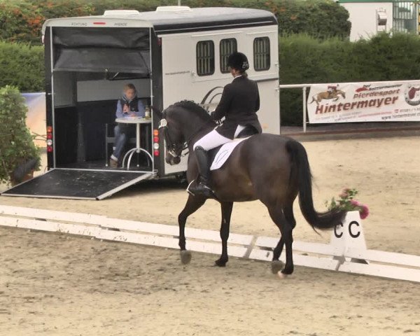 Reitturnier Durmersheim-Hardt 2018