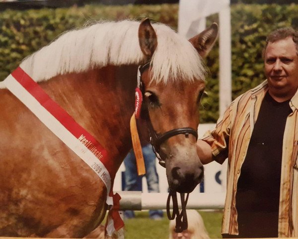 broodmare Olympia (Rhenish-German Cold-Blood, 2006, from Obelix)