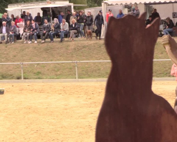 Reitturnier Duderstadt 2018