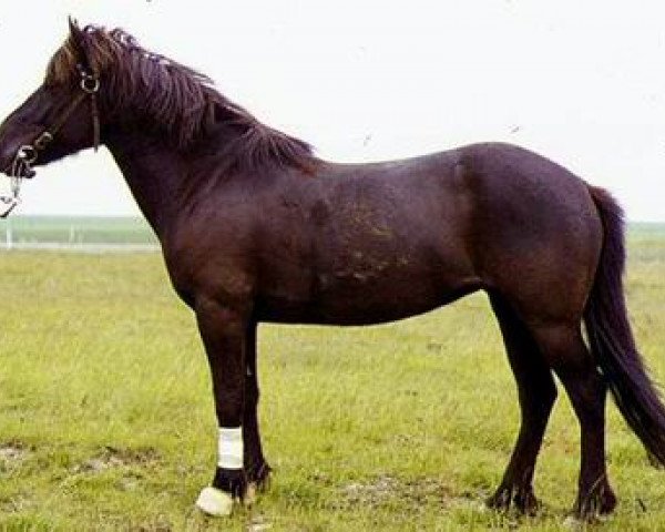 broodmare Flugsvinn frá Bræðratungu (Iceland Horse, 1971, from Litli-Brúnn frá Bræðratungu)