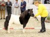 stallion Lovelyminis Trouble Trooper (Shetland pony (under 87 cm), 2014, from Toby vom Ellernbrook)