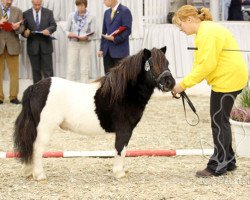 stallion Lovelyminis Trouble Trooper (Shetland pony (under 87 cm), 2014, from Toby vom Ellernbrook)