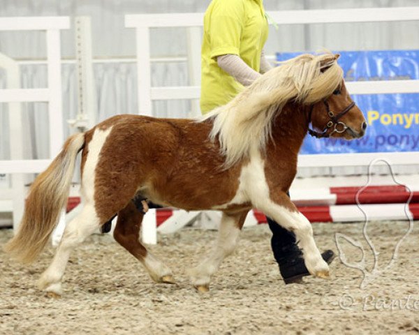 horse Lovelyminis Dievas (Shetland pony (under 87 cm), 2013, from Diego vom Landhof)