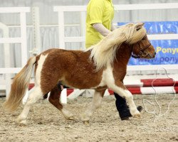 horse Lovelyminis Dievas (Shetland pony (under 87 cm), 2013, from Diego vom Landhof)