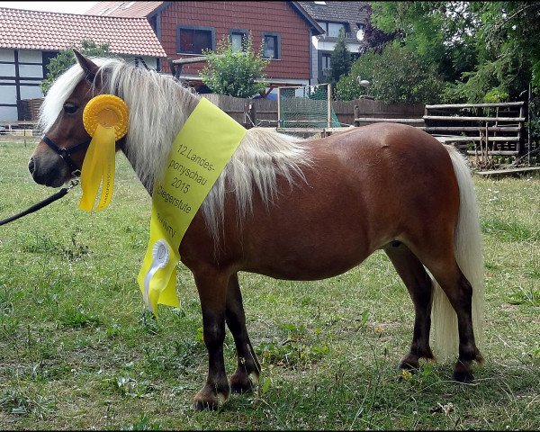 Zuchtstute Fairy Sunshine vom Haselbusch (Dt.Part-bred Shetland Pony, 2006, von Winner vom Ellernbrook)