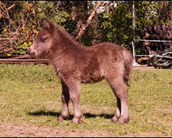 stallion Lovelyminis Delgado (Dt.Part-bred Shetland pony, 2016, from Dressman B)