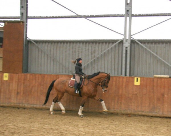 dressage horse Enzo-Utopia (KWPN (Royal Dutch Sporthorse), 2009, from Ampère)