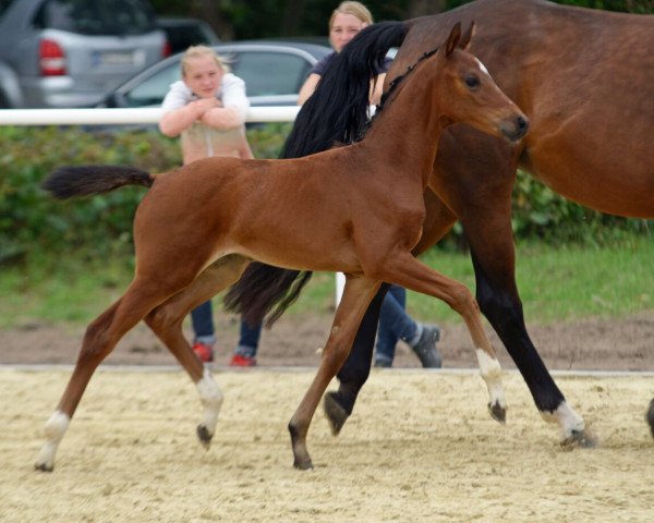 dressage horse Stutfohlen v. Sir Heinrich / Florestan (Westphalian, 2017, from Sir Heinrich OLD)