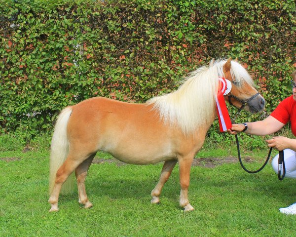 Pferd HD's Penny (Shetland Pony (unter 87 cm), 2014, von Pepe v.Immenhof)