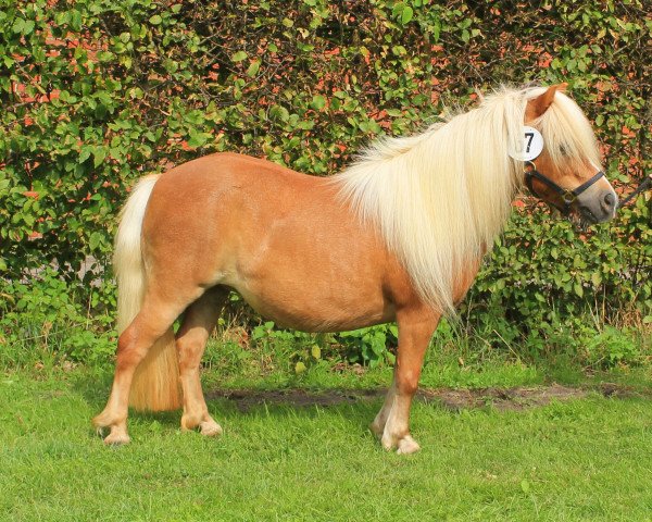 broodmare HD's Pepita (Shetland pony (under 87 cm), 2010, from Pegasus)