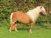 Zuchtstute HD's Pepita (Shetland Pony (unter 87 cm), 2010, von Pegasus)