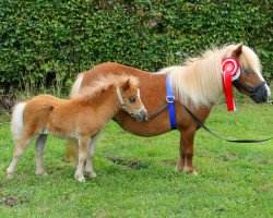 horse HD´s Pina (Shetland pony (under 87 cm), 2017, from Pepe v.Immenhof)