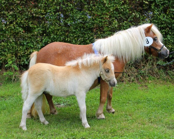 Pferd HD's Peppi (Shetland Pony (unter 87 cm), 2017)