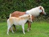 Pferd HD's Peppi (Shetland Pony (unter 87 cm), 2017)