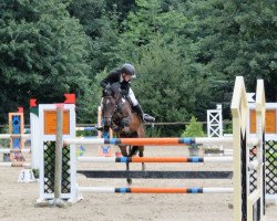 jumper Schorsch Cluny (German Riding Pony, 2004, from FS Pour l'Amour)