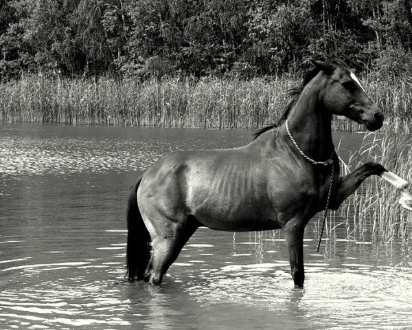horse Hans 182 (German Riding Pony, 1993, from Granit)