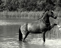 Pferd Hans 182 (Deutsches Reitpony, 1993, von Granit)