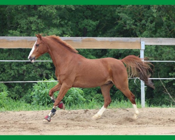 jumper Look at me 87 (Nederlands Rijpaarden en Pony, 2002, from Leandros Sirik)