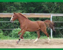 Springpferd Look at me 87 (Nederlands Rijpaarden en Pony, 2002, von Leandros Sirik)