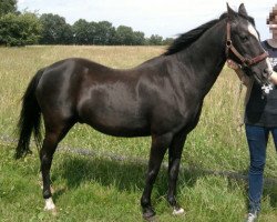 horse Blitz (Welsh-Pony (Section B), 1985, from Lincoln)