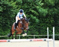 jumper Luis Dancer (German Sport Horse, 2012, from Loxley 89)