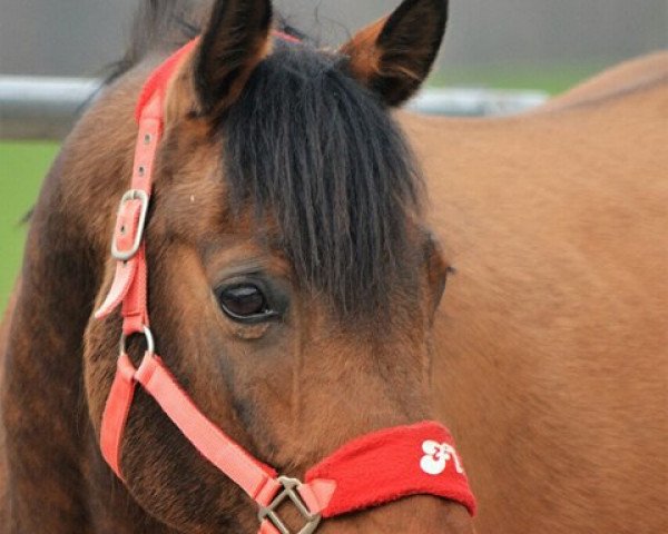 Dressurpferd Flash Dancer 12 (Deutsches Reitpony, 2004, von Fellon ox)