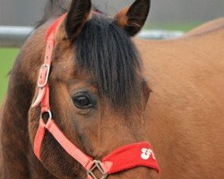 dressage horse Flash Dancer 12 (German Riding Pony, 2004, from Fellon ox)