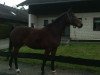 broodmare Cordina 60 (Westphalian, 2008, from Co-Pilot)