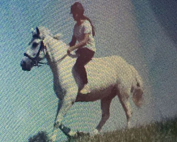 dressage horse Csokos (Hungarian Warmblood, 2008)