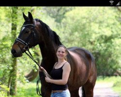 dressage horse Flatley's Hit (Rhinelander, 2009, from Flatley 2)